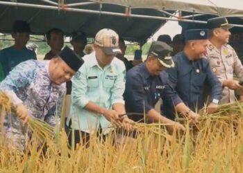 Wabub Roby Hadiri Acara Panen Raya di Kecamatan Rantau Rasau